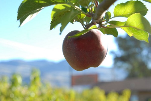 Blush Lane Organic Orchard