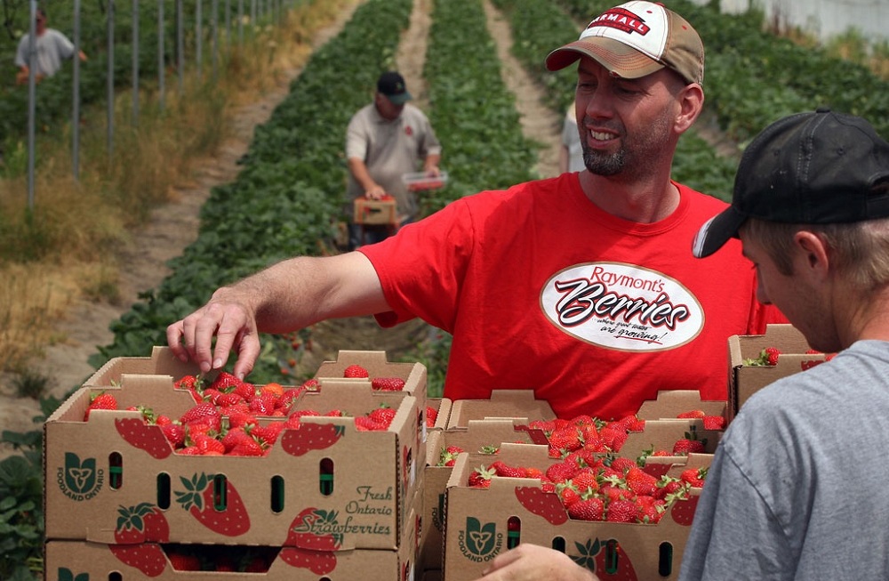 LaSalle Strawberry Festival