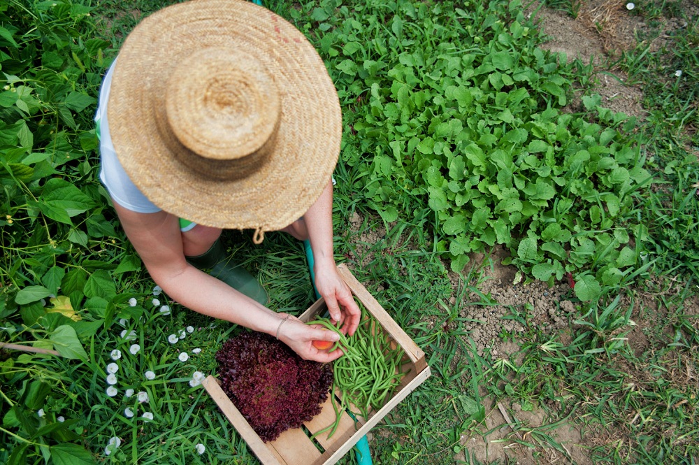 Why should Canada go Organic